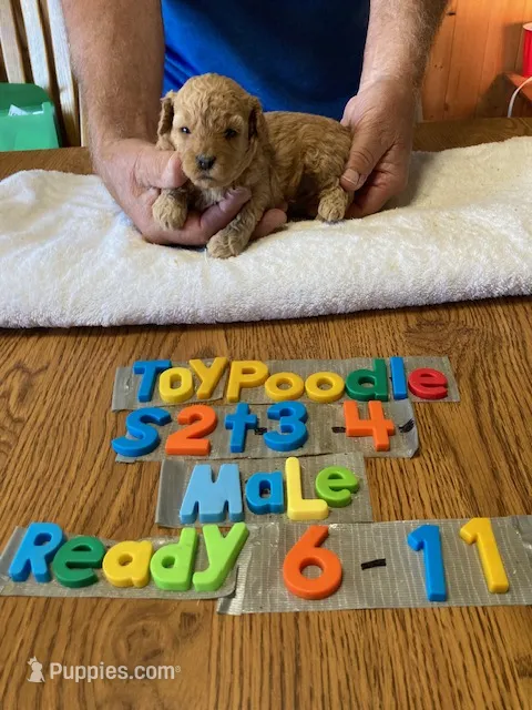 Jackson – Poodle - Toy  puppy for sale in Ansonia, OH