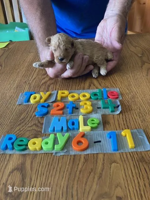 Max – Poodle - Toy  puppy for sale in Ansonia, OH