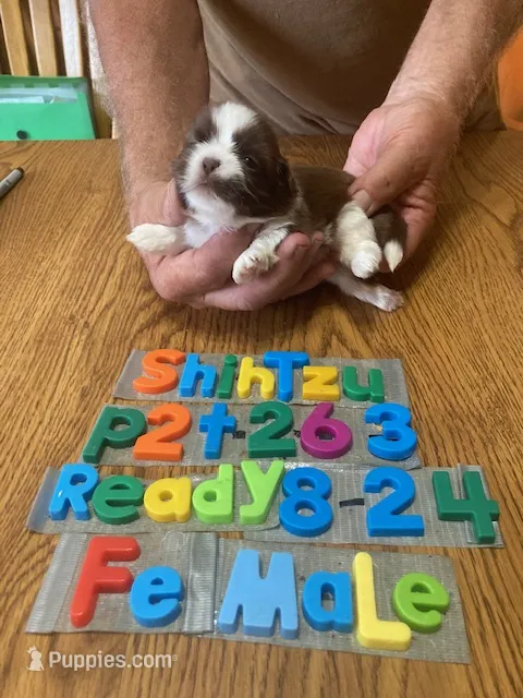 Megan – Shih Tzu puppy for sale in Ansonia, OH
