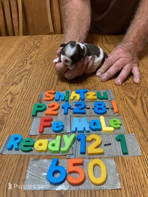 Shelby – Shih Tzu puppy for sale in Ansonia, OH