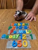 Shelby, a female Shih Tzu for sale in Ansonia, OH – 1 of 1