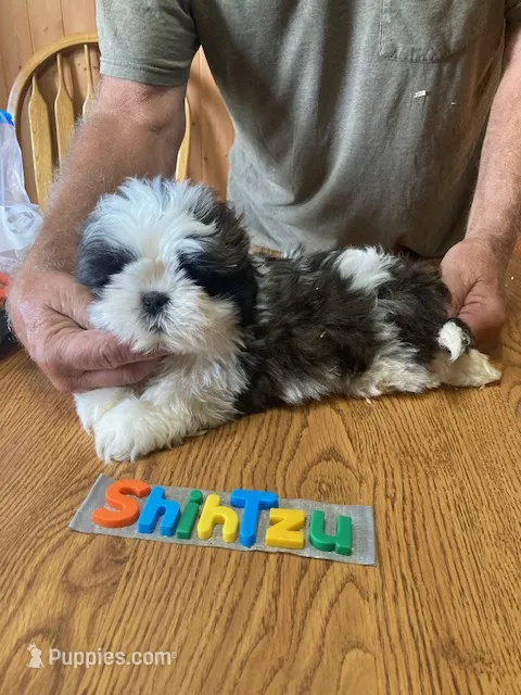Braden – Shih Tzu puppy for sale in Ansonia, OH
