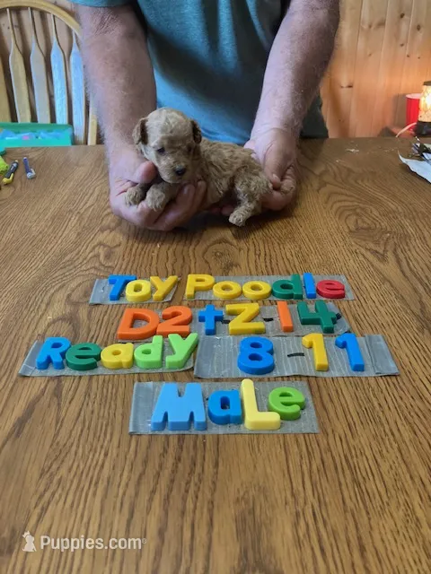 Mike – Poodle - Toy  puppy for sale in Ansonia, OH