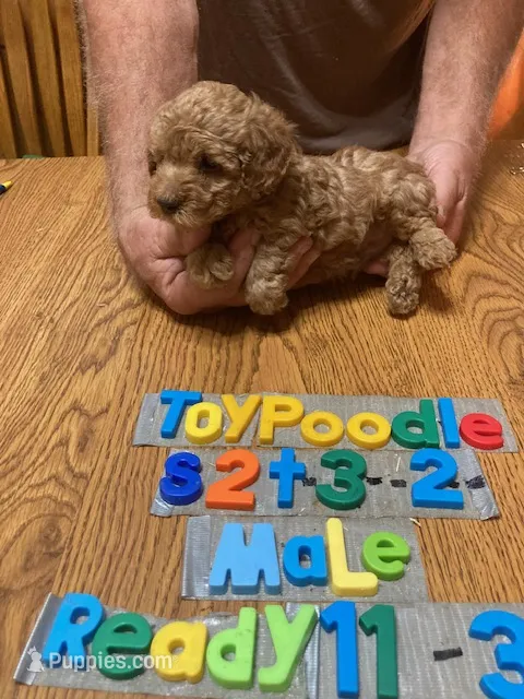 Mikey – Poodle - Toy  puppy for sale in Ansonia, OH