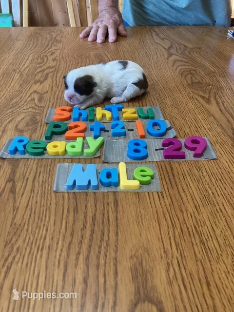 Timmy – Shih Tzu puppy for sale in Ansonia, OH
