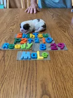 Timmy, a male Shih Tzu for sale in Ansonia, OH – 1 of 1
