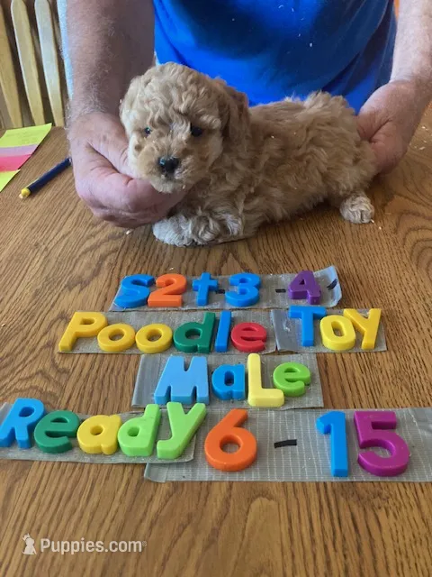 Tyler – Poodle - Toy  puppy for sale in Ansonia, OH