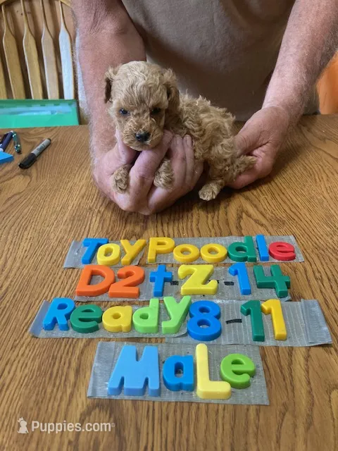 Braden – Poodle - Toy  puppy for sale in Ansonia, OH