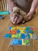 Braden, a male Poodle - Toy  for sale in Ansonia, OH – 1 of 1