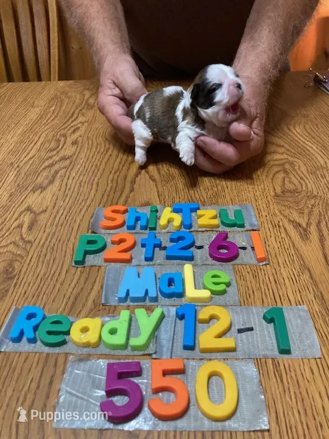 Roger – Shih Tzu puppy for sale in Ansonia, OH
