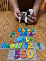 Roger, a male Shih Tzu for sale in Ansonia, OH – 1 of 1