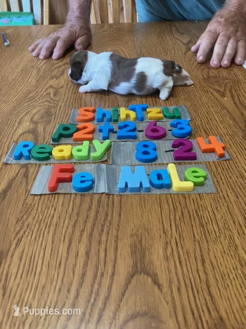 Sami – Shih Tzu puppy for sale in Ansonia, OH