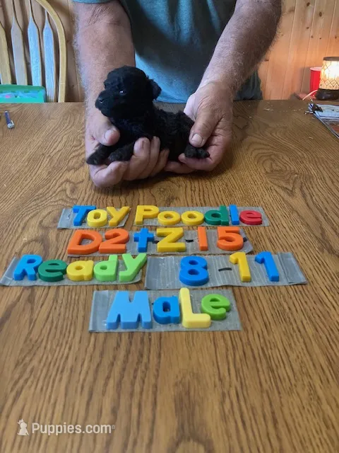 Jacob – Poodle - Toy  puppy for sale in Ansonia, OH