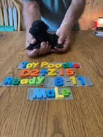 Jacob, a male Poodle - Toy  for sale in Ansonia, OH – 1 of 1