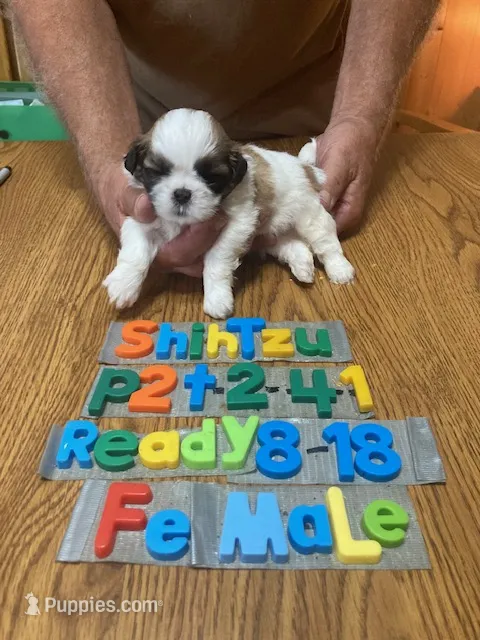 Susan – Shih Tzu puppy for sale in Ansonia, OH