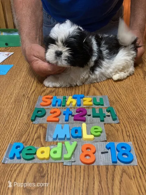 Brian – Shih Tzu puppy for sale in Ansonia, OH