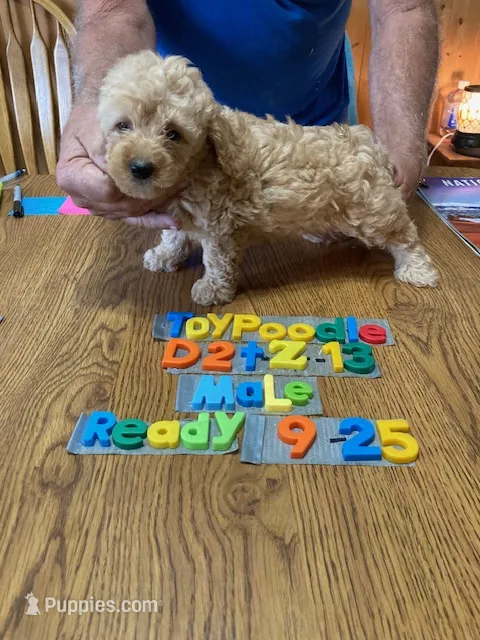 Brad – Poodle - Toy  puppy for sale in Ansonia, OH