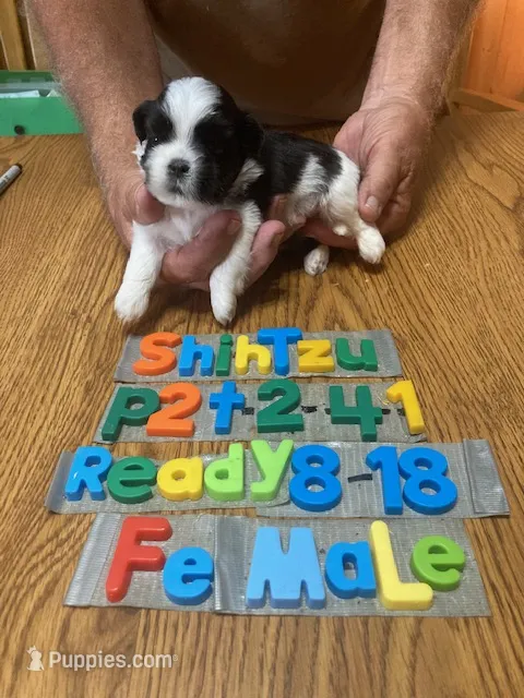 Penny – Shih Tzu puppy for sale in Ansonia, OH