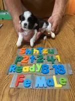 Penny, a female Shih Tzu for sale in Ansonia, OH – 1 of 1