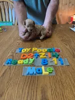 Kooper, a male Poodle - Toy  for sale in Ansonia, OH – 1 of 1
