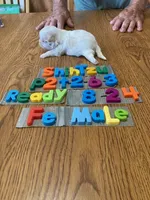 Mary, a female Shih Tzu for sale in Ansonia, OH – 1 of 1