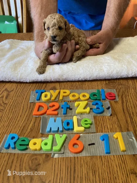 Blake – Poodle - Toy  puppy for sale in Ansonia, OH