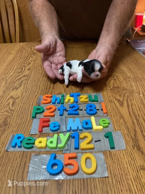 Maggie – Shih Tzu puppy for sale in Ansonia, OH