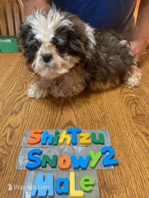 Braden – Shih Tzu puppy for sale in Ansonia, OH