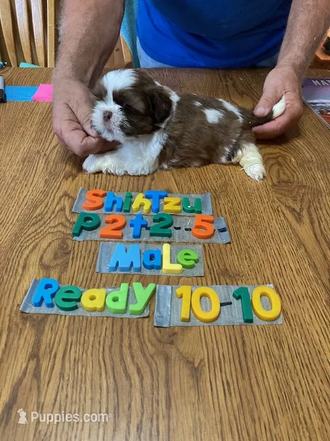 Kale – Shih Tzu puppy for sale in Ansonia, OH