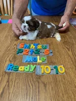 Kale, a male Shih Tzu for sale in Ansonia, OH – 1 of 1