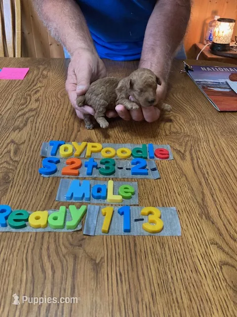Mikey – Poodle - Toy  puppy for sale in Ansonia, OH