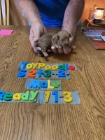 Mikey, a male Poodle - Toy  for sale in Ansonia, OH – 1 of 1