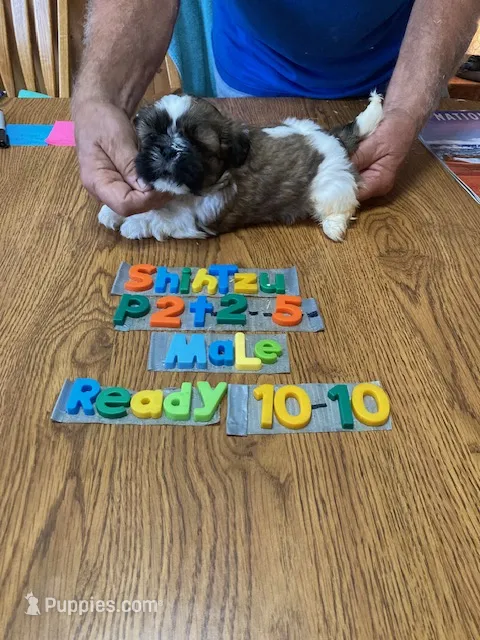 Toby – Shih Tzu puppy for sale in Ansonia, OH