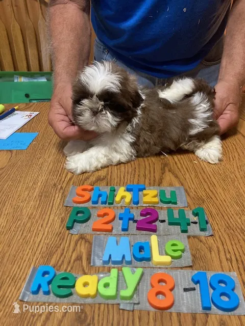 Zach – Shih Tzu puppy for sale in Ansonia, OH