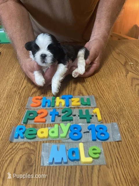 Sebastian – Shih Tzu puppy for sale in Ansonia, OH