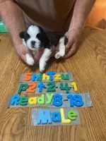 Sebastian, a male Shih Tzu for sale in Ansonia, OH – 1 of 1