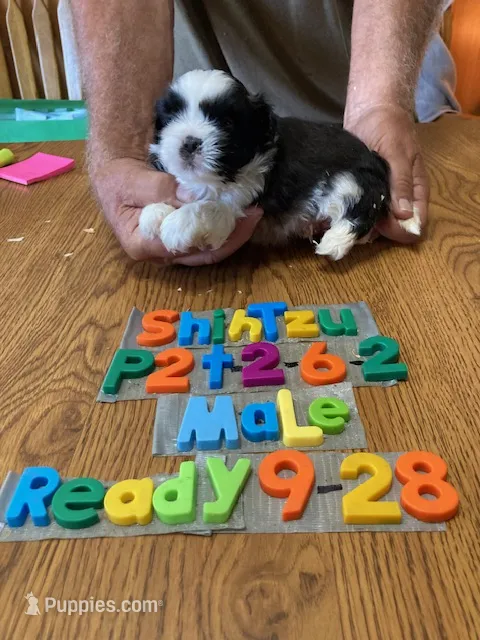 Brady – Shih Tzu puppy for sale in Ansonia, OH