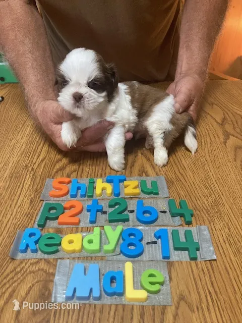 Buddy – Shih Tzu puppy for sale in Ansonia, OH
