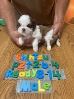 Buddy, a male Shih Tzu for sale in Ansonia, OH – 1 of 1