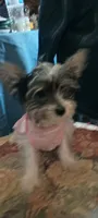 Sweet Adeline, a female Yorkshire Terrier for sale in Mishawaka, IN – 3 of 3