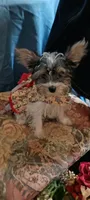 Darliene, a female Yorkshire Terrier for sale in Mishawaka, IN – 3 of 3