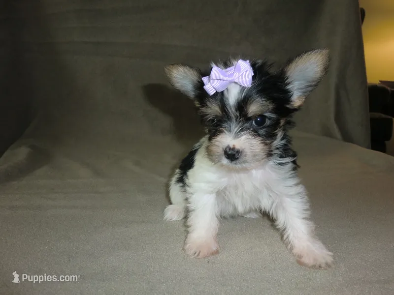 Darliene – Yorkshire Terrier puppy for sale in Mishawaka, IN