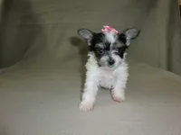 Sweet Adeline, a female Yorkshire Terrier for sale in Mishawaka, IN – 1 of 1