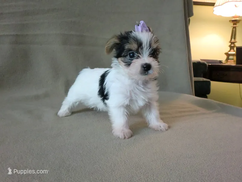 Maybelline – Yorkshire Terrier puppy for sale in Mishawaka, IN