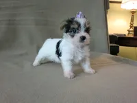 Maybelline, a female Yorkshire Terrier for sale in Mishawaka, IN – 1 of 1
