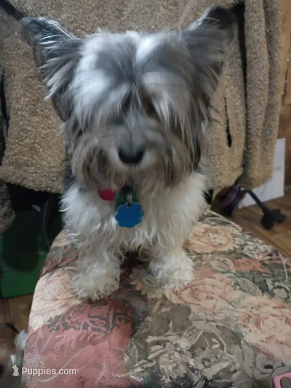 Bentley – Yorkshire Terrier puppy for sale in Mishawaka, IN