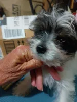 Sweet Adeline, a female Yorkshire Terrier for sale in Mishawaka, IN – 2 of 2