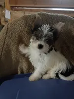 Maybelline, a female Yorkshire Terrier for sale in Mishawaka, IN – 2 of 2