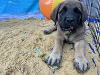 Bay “green”, a female English Mastiff for sale in Forked River, NJ – 5 of 10