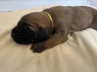 Shelly “yellow” , a female English Mastiff for sale in Forked River, NJ – 1 of 5